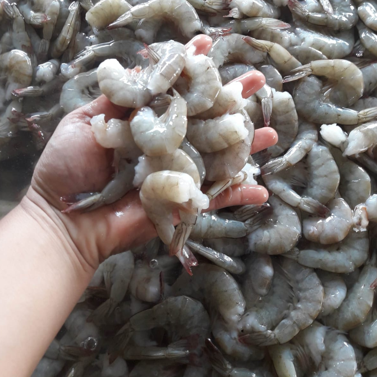 Langostino en Gilmagora